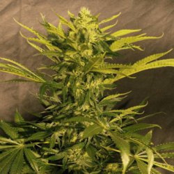 Une image générale