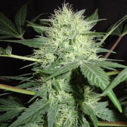 Ein allgemeines Bild