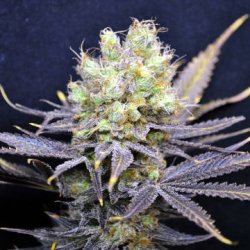 Ein allgemeines Bild