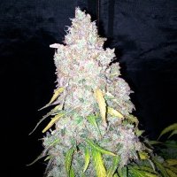 Northern Cookies Auto female