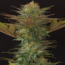 Ein allgemeines Bild