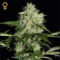 (image pour) Northern Light Auto female