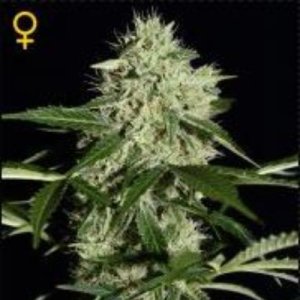 (image for) Northern Light Auto female