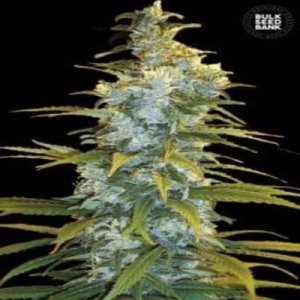 (image pour) Northern Light female