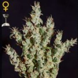 (imagen para) Northern Lights #5 x Haze Mist female