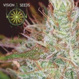 (image for) Northern Lights fem