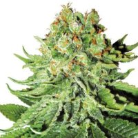 (imagen para) Northern Lights Automatic fem