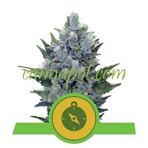 Northern Light Auto feminized - zum Schließen ins Bild klicken