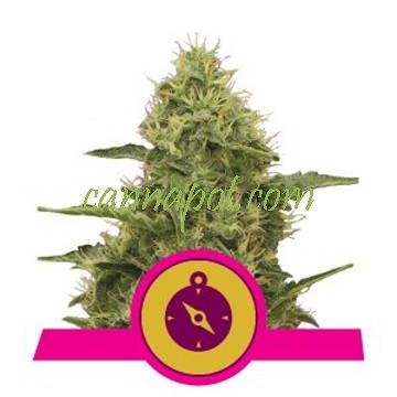 Northern Light feminized - zum Schließen ins Bild klicken