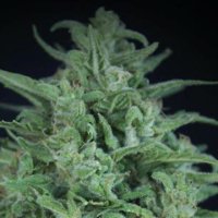 Novarine THCV:THC female