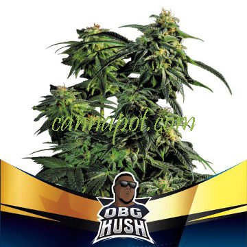 OBG Kush Faster - zum Schließen ins Bild klicken