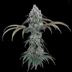 Ein allgemeines Bild