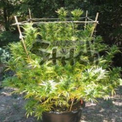 Ein allgemeines Bild