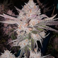 (image for) OG Kush Auto