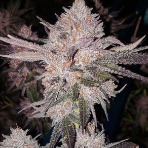 (image for) OG Kush Auto