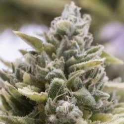 Ein allgemeines Bild