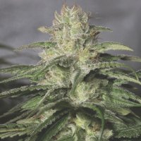 (Bild für) OG Kush CBD fem