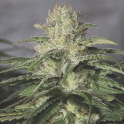 Ein allgemeines Bild