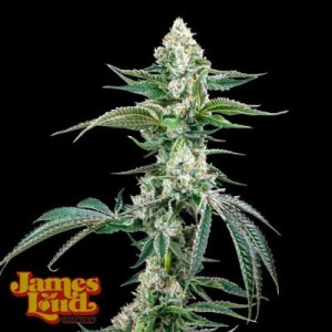 (Bild für) OG Kush F4 IBL Auto