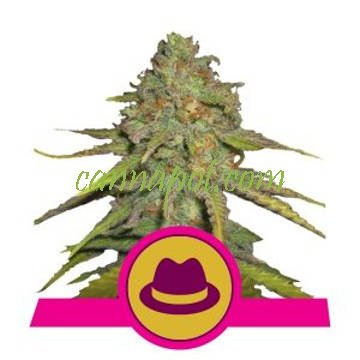 OG Kush feminized - zum Schließen ins Bild klicken