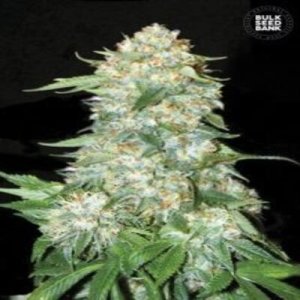 (imagen para) OG Kush female