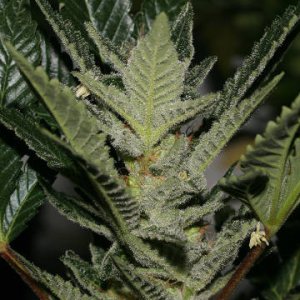 OG Kush Lemon Larry IBL x (Apollo x C99)