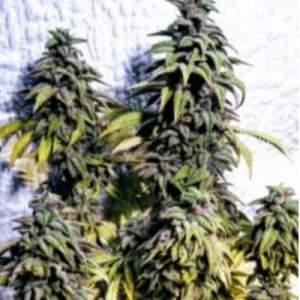 (imagen para) OG Upsetter