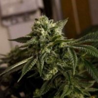 (imagen para) Old Dirty Biker ODB aka Cheesy Ryder