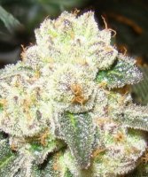 (Bild für) Old School Jams