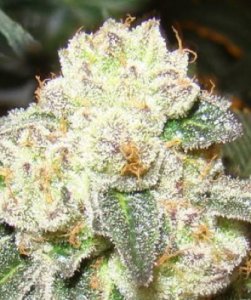 (Bild für) Old School Jams