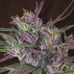 Ein allgemeines Bild