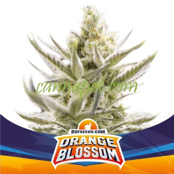 Orange Blossom XXL Auto - zum Schließen ins Bild klicken