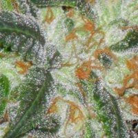 (imagen para) Orange Bubba female