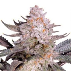 Ein allgemeines Bild