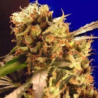 Ceres Orange Bud fem