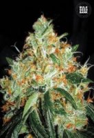 Original Orange Bud female