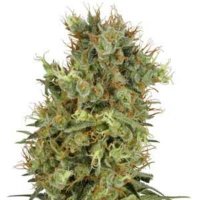 (image for) California Orange Bud