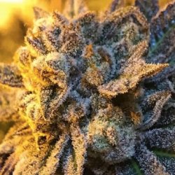 Ein allgemeines Bild