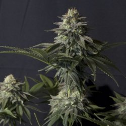 Ein allgemeines Bild