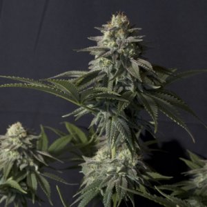 (Bild für) Orange Sherbet FF