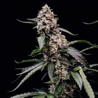 (imagen para) Orbital Banana F1