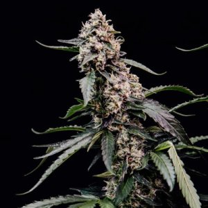 (Bild für) Orbital Banana F1