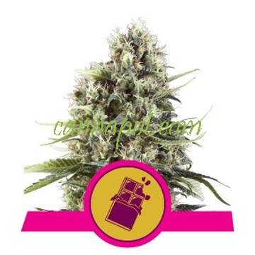 Chocolate Haze feminized - zum Schließen ins Bild klicken