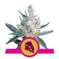 Royal Cheese Fast Version feminized