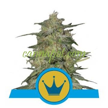 Royal Highness CBD feminized - zum Schließen ins Bild klicken