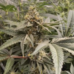 Ein allgemeines Bild