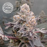 (Bild für) Original Sunset Sherbet