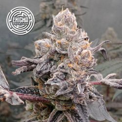 Ein allgemeines Bild