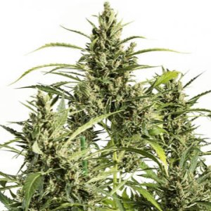 (Bild für) (Original) Amnesia Auto