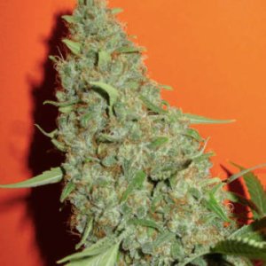 (Bild für) Original Misty